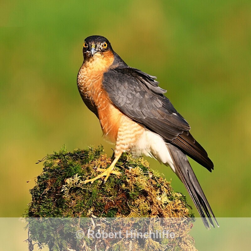 Sparrowhawk - Cards 2