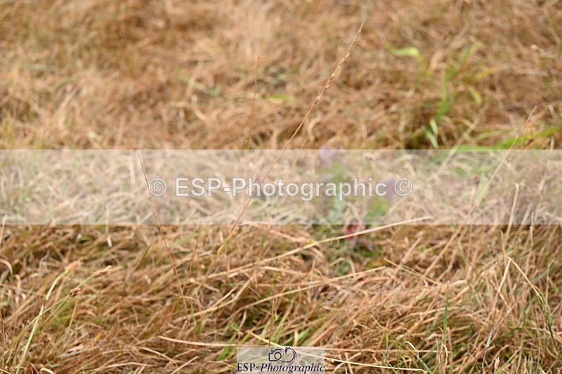 250803A-142429-15032 - P-701-Zoe.Boyles-SAM