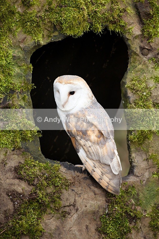 20110312-IMG_1193 - Barn Owl