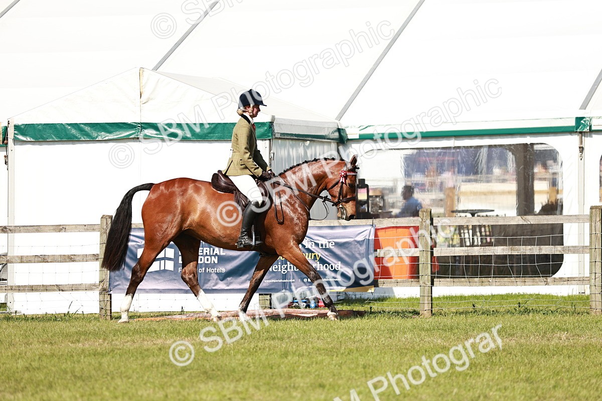 SBM_18868 - Class 114 - RIHS & SEIB Open Working Show Horse