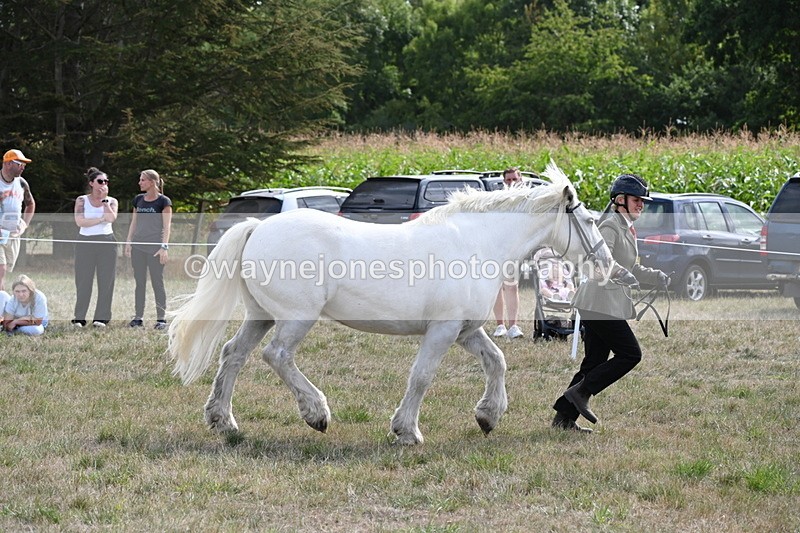 WJ6_6619 - Class 20 In-hand Cob