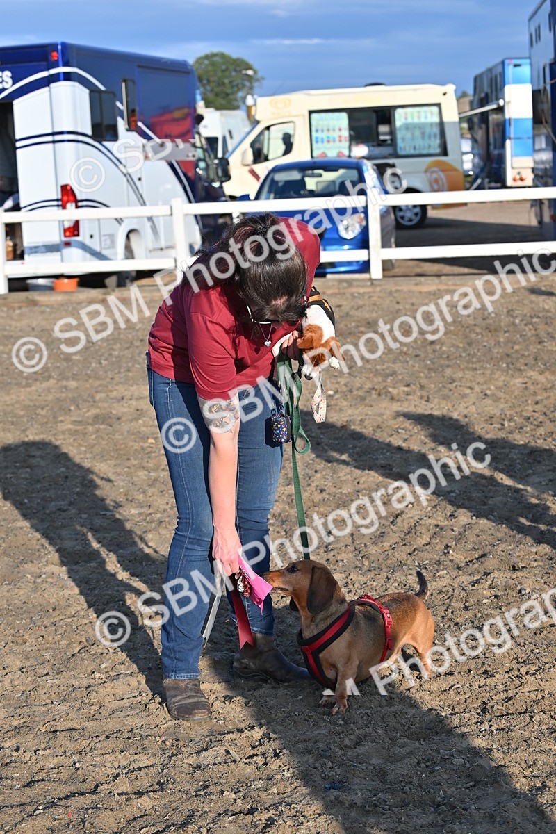 SBM_09413 - Lorry Dogs