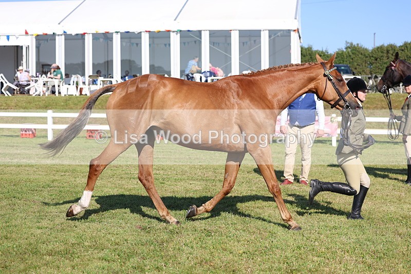 3E7A5694 - Class 2: Rising Star Large Hack/Riding Horse