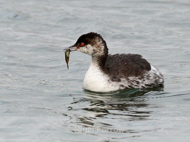 Slavonian Grebe with a fish at Farmoor - Slavonian Grebe