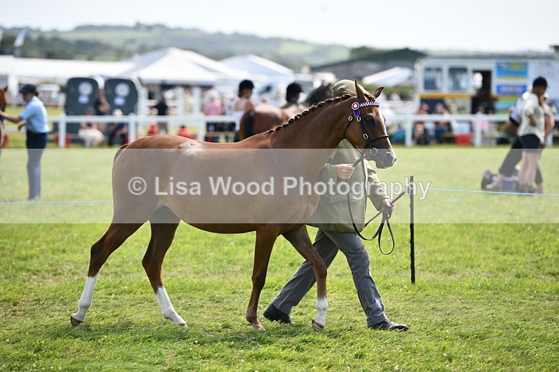 DSC_8310 - Class 68: Part Bred In Hand M & M