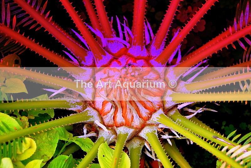 The Art Aquarium - Rachael Inchboard