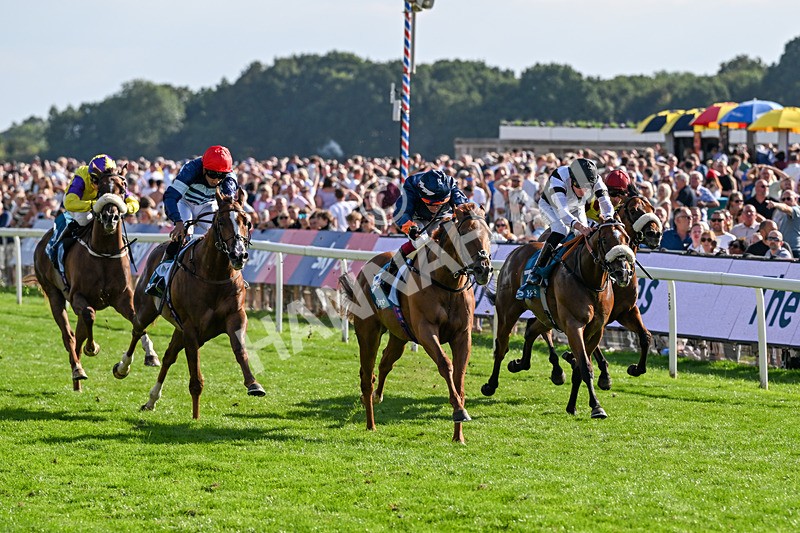 220826-Race 6-Sale Shark-1543 - Race 6 16.45pm Julia Graves Roses Stakes