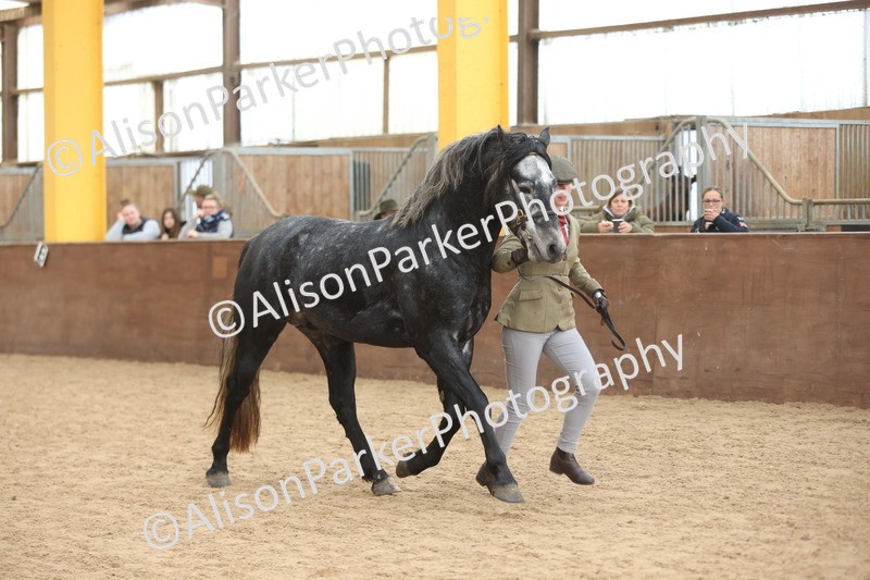 20251109-1015 - Class 27 - Stallions 4 Years and over