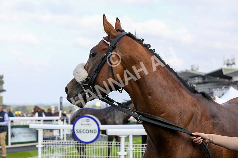 310824-Race 7-Zapphire-2203 - Race 7