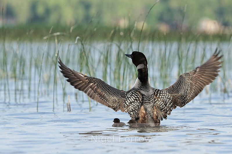 Common Loon wing flap, Minnesota, USA - Great Northern Diver