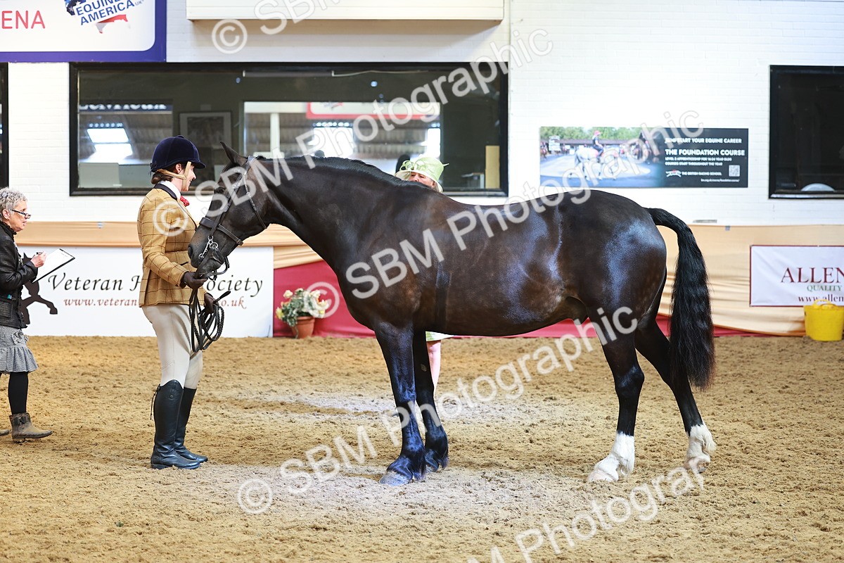 SBM_10711 - Class 103 - HOYS Veteran Qualifier - Ridden Pre Vet