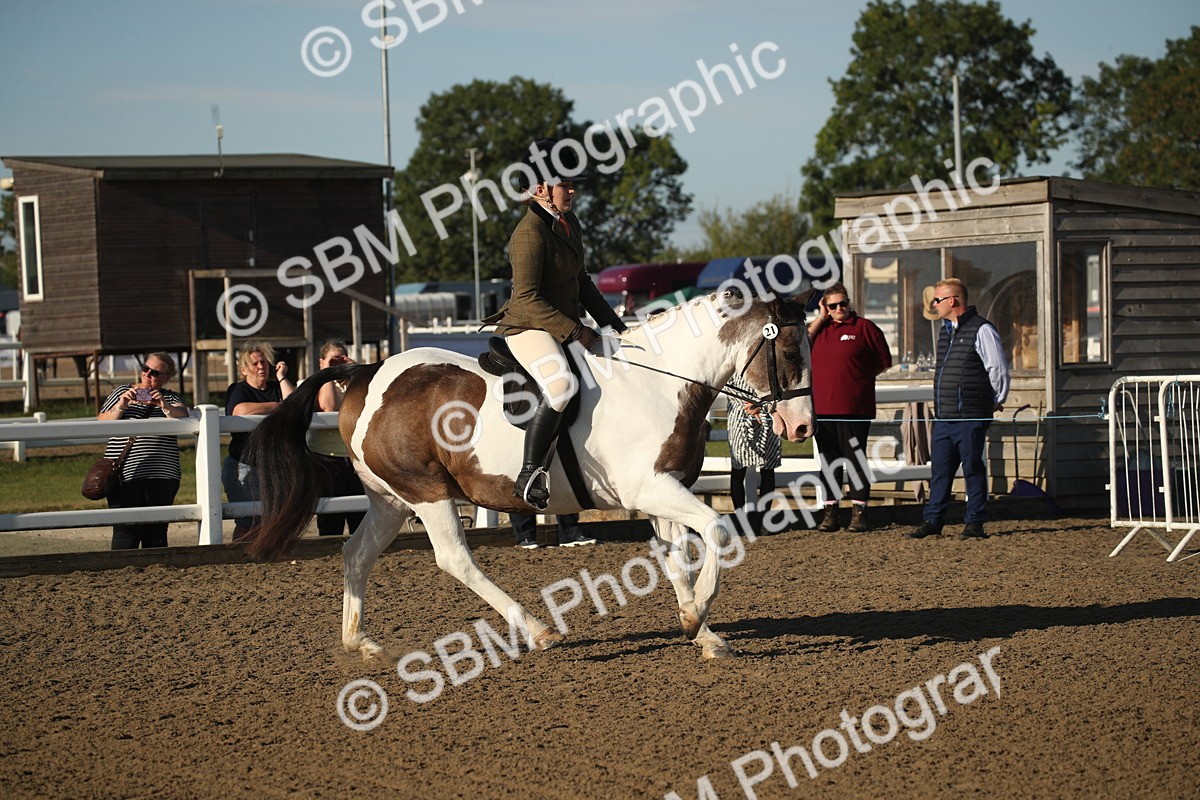 SBM_11502 - Class 502 - Riding Club Horse
