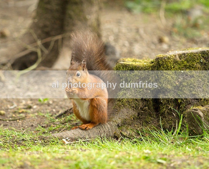 Red Squirrel 5 (disambiguation). - Eskrigg Nature Reserve Lockerbie