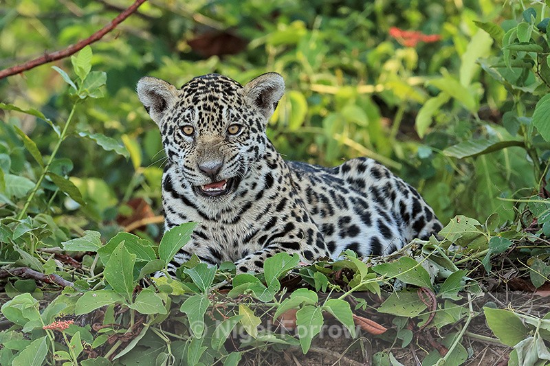 Jaguar cub with wrinkled nose, Rio Sao Lourenco, Mato Grosso, Brazil - Jaguar