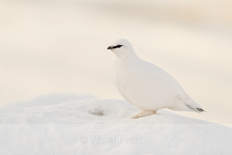 Ptarmigan on snow mound, Svalbard, Norway - Ptarmigan
