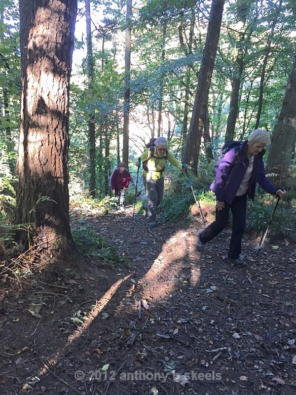 035 With paths through shimmering woodland. - Third Saturday Walks Collection Two.