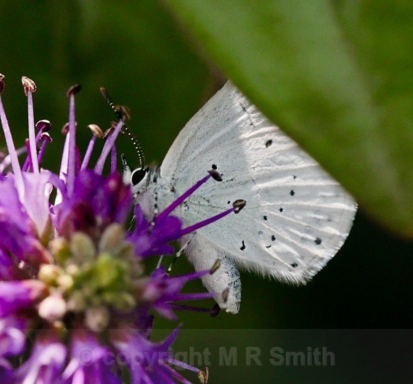 White Butterfly, UK - BIRDS & INSECTS