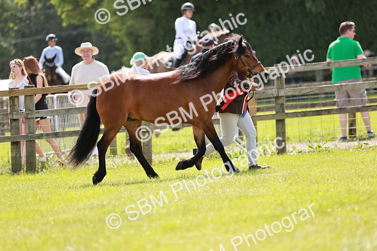 SBM_02513 - Class 14-23 - Mountain & Moorland In Hand Non Welsh