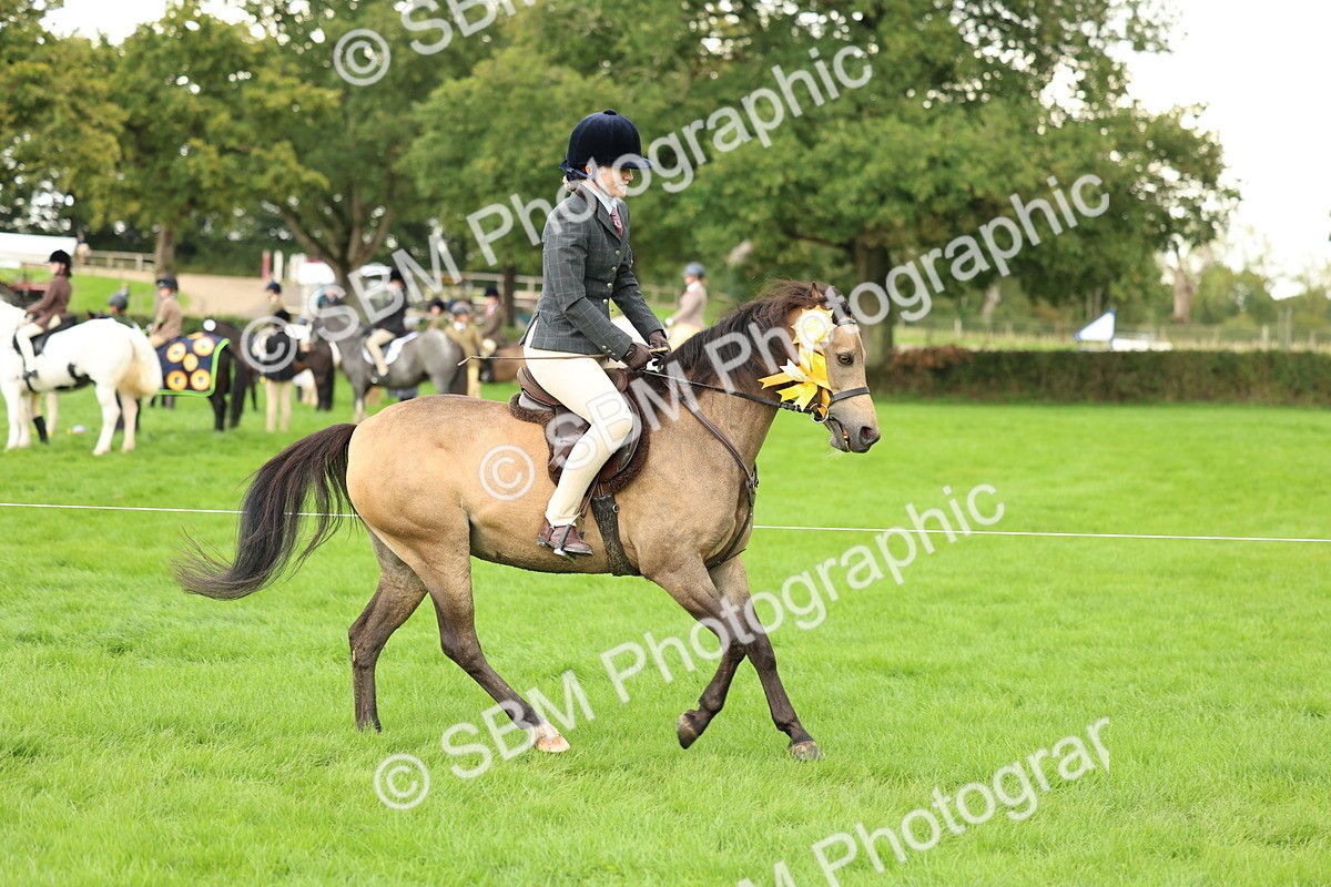 SBM_41917 - S32 - Mountain & Moorland Working Hunter Pony