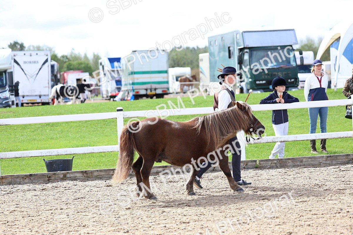 SBM_01907 - Class 18 - Handsomest Gelding - IH or Ridden