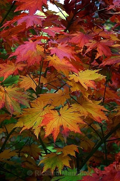  - Autumn