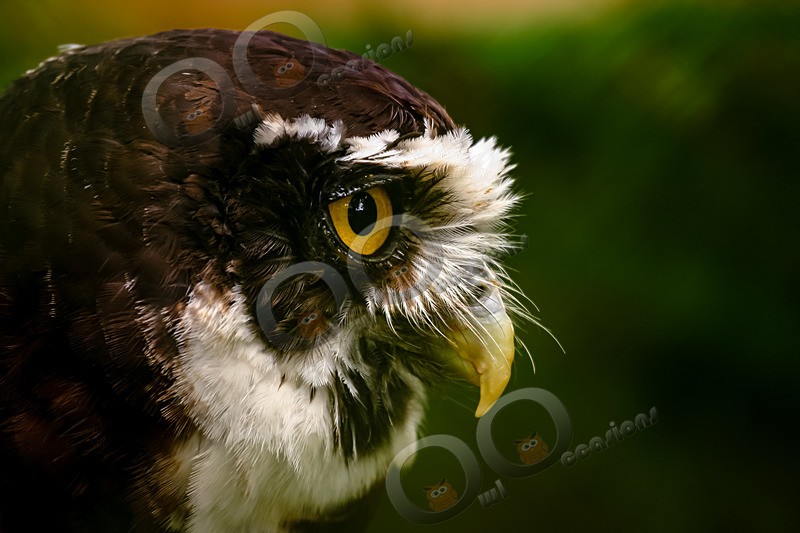 Spectacled owl Pulsatrix perspicillata 36 - Owls of the World