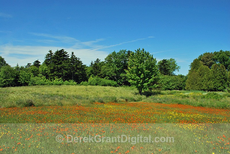 Orange Hawkweed in June - 1 - Flora