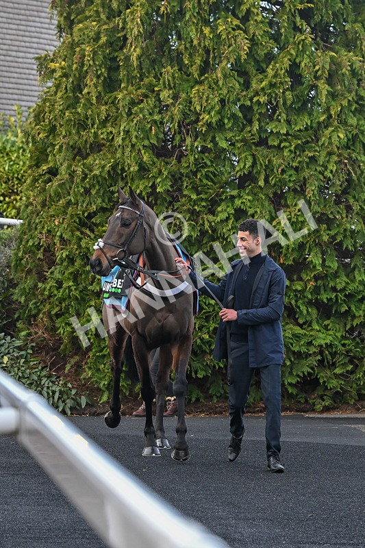 250125-Race 5-Constitution Hill-4520 - Race 5