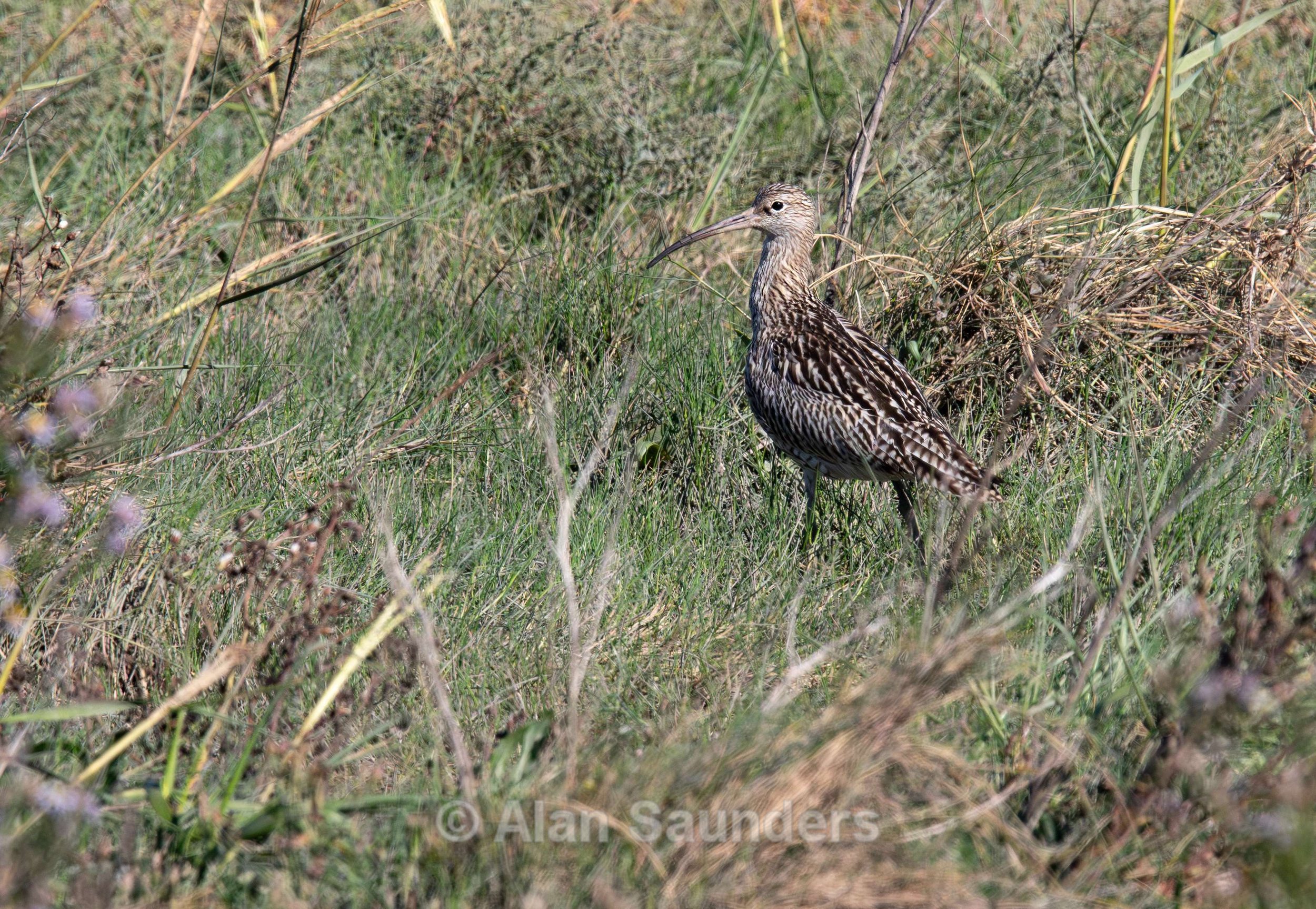 Eurasian Curlew 46