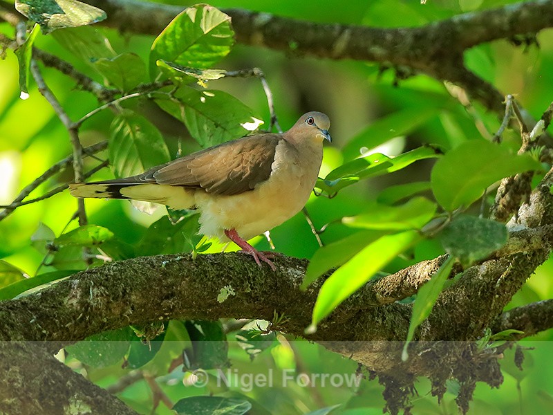 White-tipped Dove, Osa Peninsula, Costa Rica - White-tipped Dove