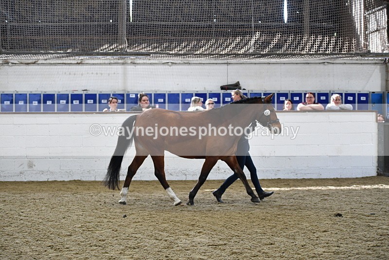 WJ5_4524 - Class 3 Part Bred In hand