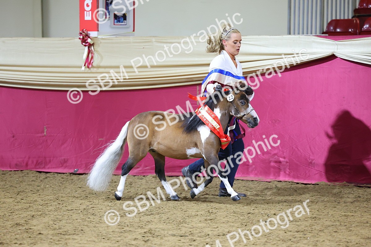 SBM_18724 - Class D IH Pony Champ