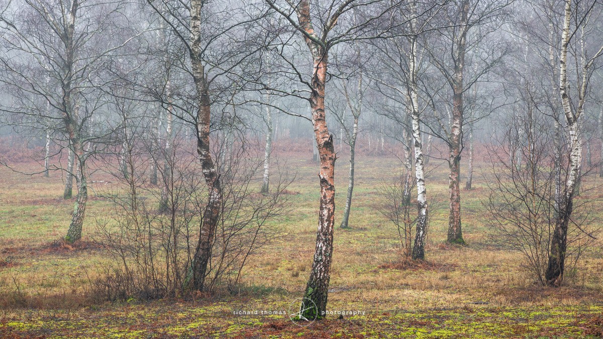 Silver shades - Woodland