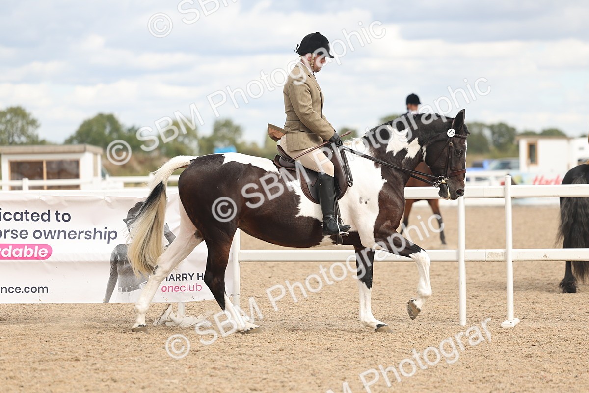 SBM_14746 - Class 308 - Ridden Coloured Horse