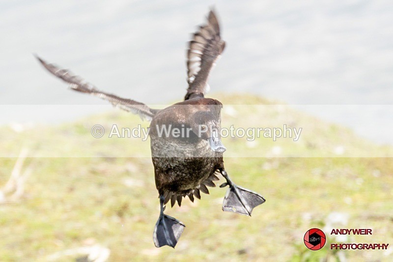 190523-untitled-8E0A2924 - Tufted Duck