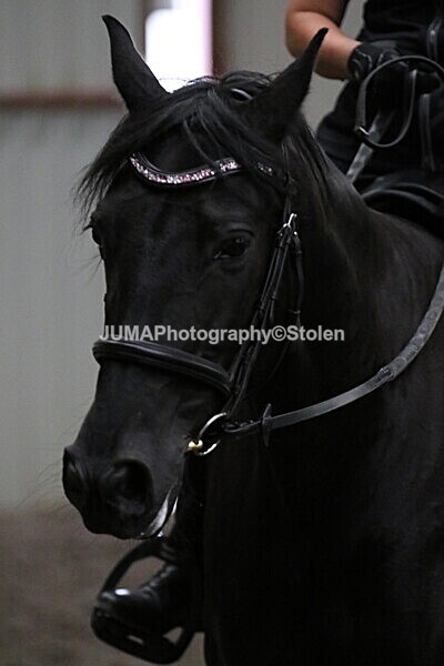SIAL3991 - CAbin Dressage 5th july 2025