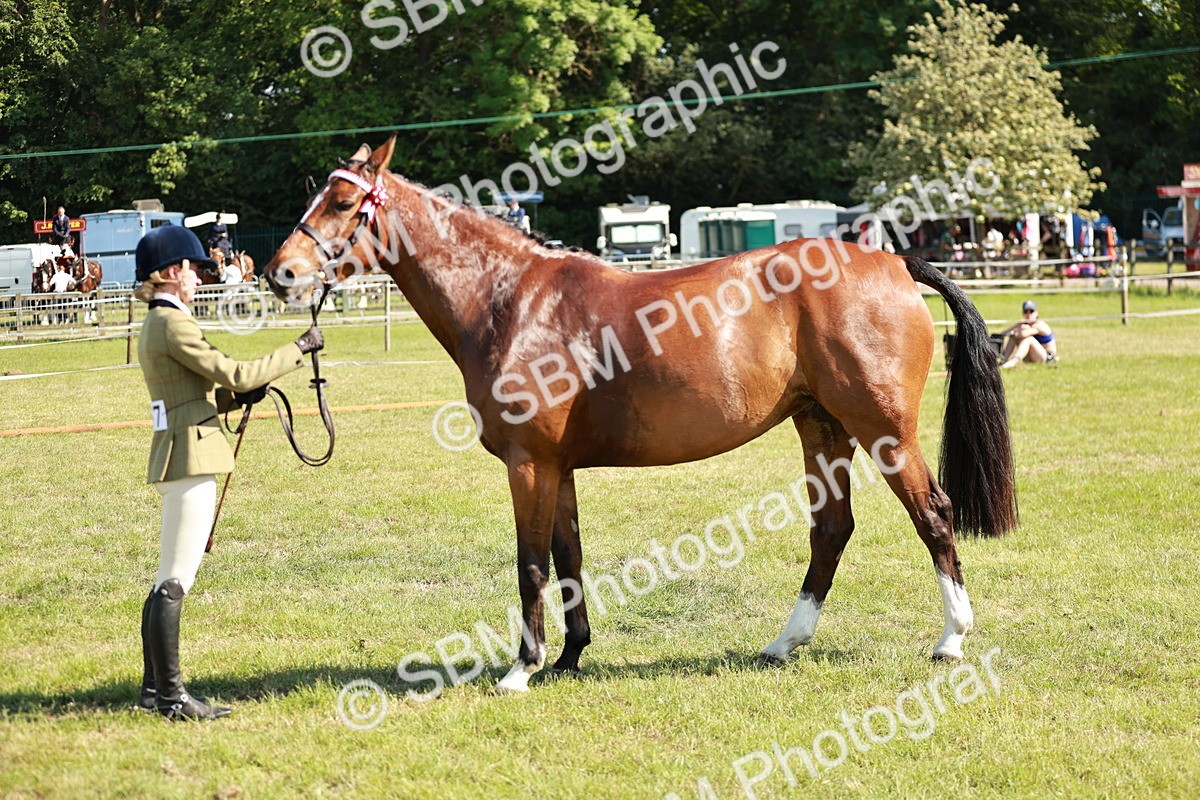SBM_18928 - Class 114 - RIHS & SEIB Open Working Show Horse
