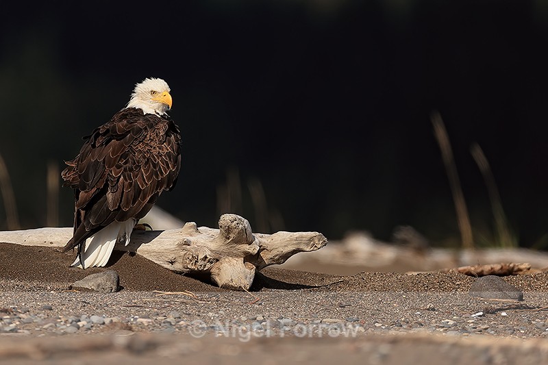 Bald Eagle perched, dark background, Lake Clark NP, Alaska - Bald Eagle