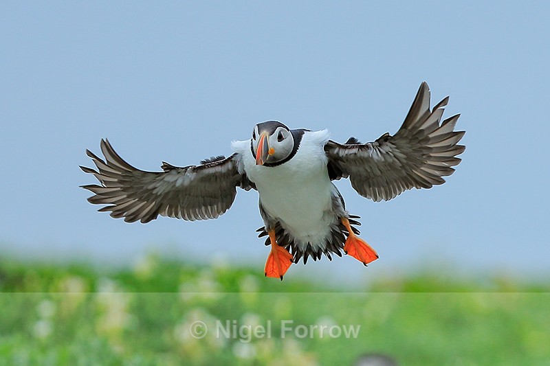 Puffin slowing down to land, Farne Islands - Puffin