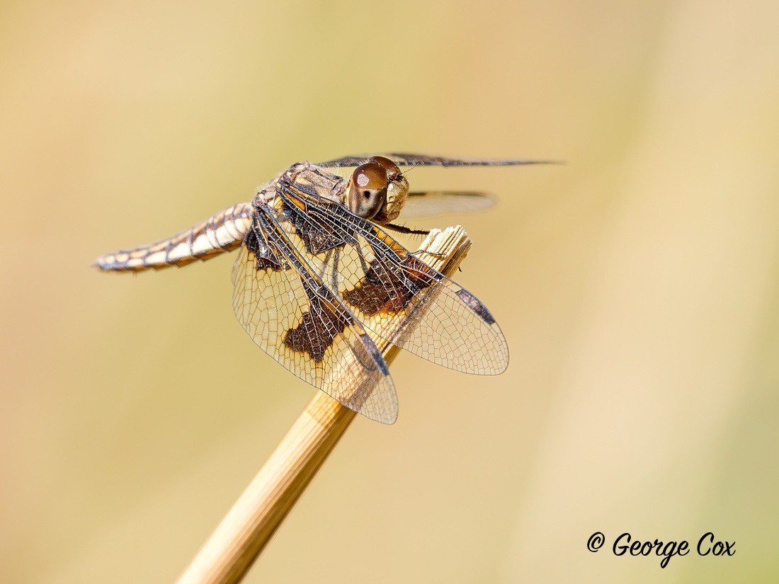 Dragonfly - Gambia 2025