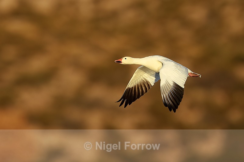 Snow Goose flying, morning sunshine, Bosque del Apache, New Mexico - Snow Goose