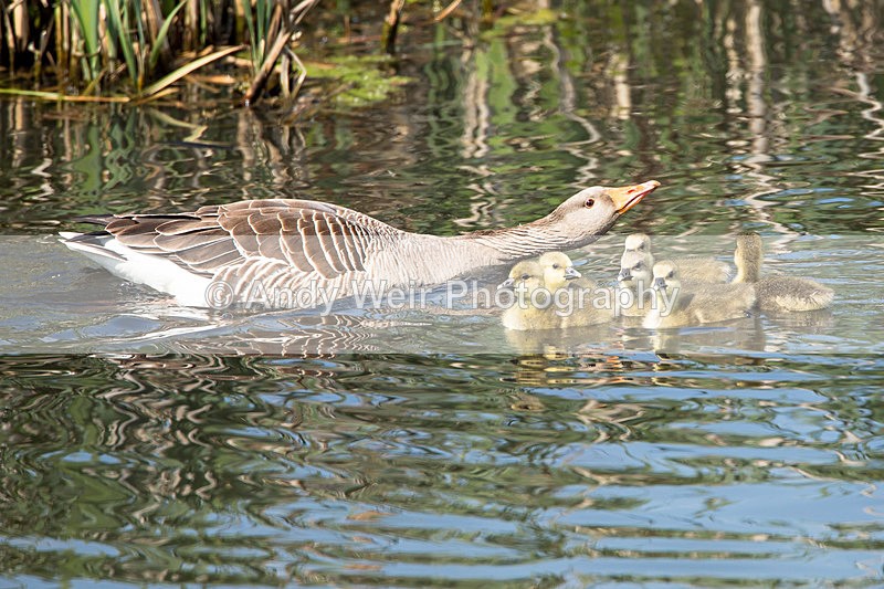 20140503-3K8A0906 - Geese