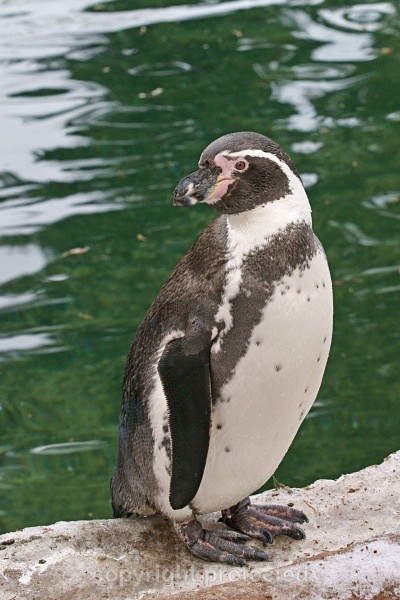 Humboldt Penguin - Other Wildlife Species