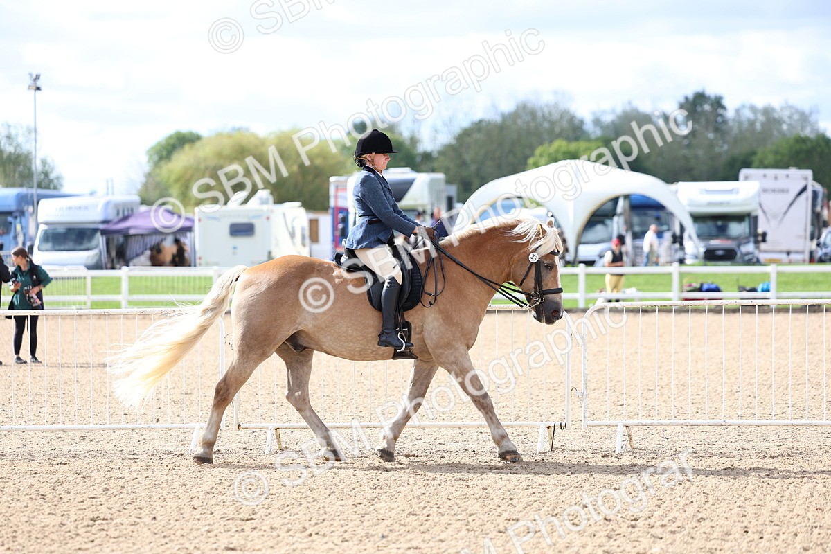 SBM_10758 - Class 305 - Ridden Foreign Breeds - Pure Bred
