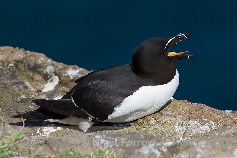 Razorbill calling from a cliff ledge - Razorbill