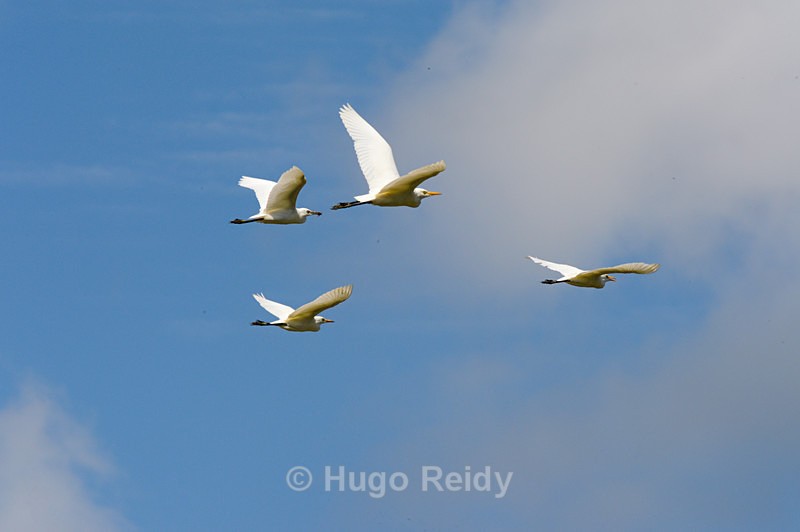  - Birds in the Wild