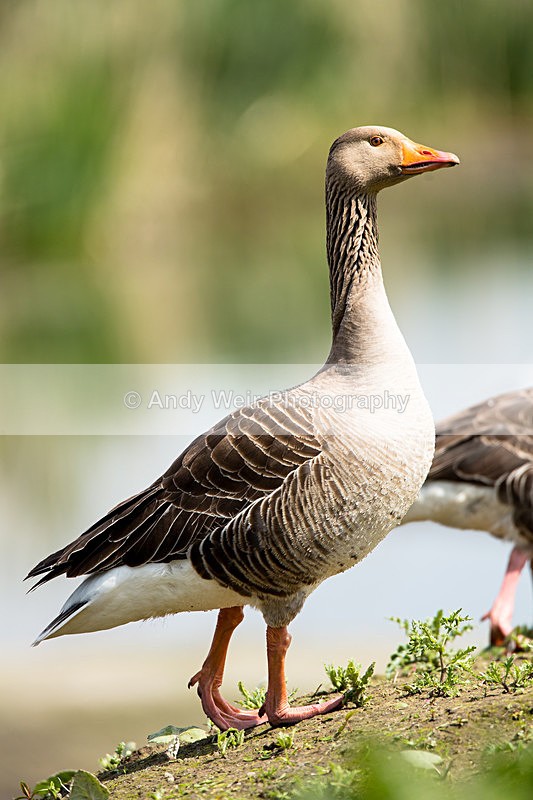 20140503-3K8A0879-2910 - Geese