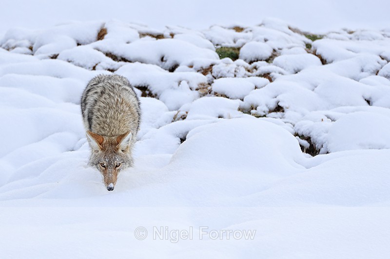 Coyote view from above, Yellowstone National Park - Coyote