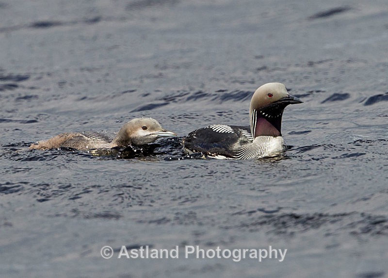 Astland Photography, Bird and Wildlife Images, Susan and Peter Wilson, U.K.