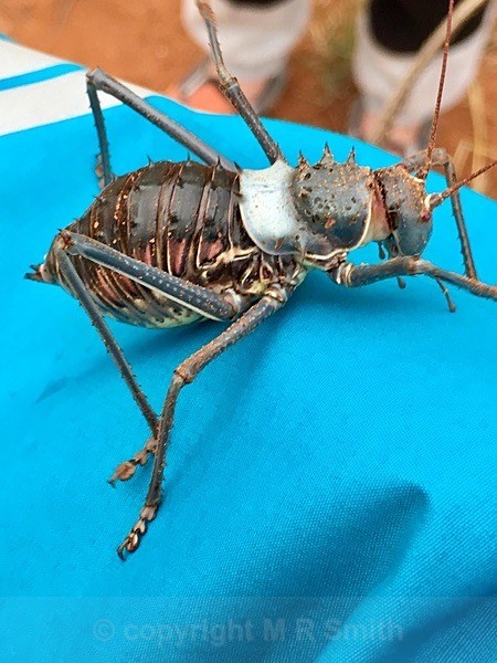 Armoured Bush Cricket - SA - BIRDS & INSECTS